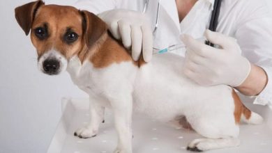 Rochester responds to parvovirus outbreak with free dog vaccination clinic