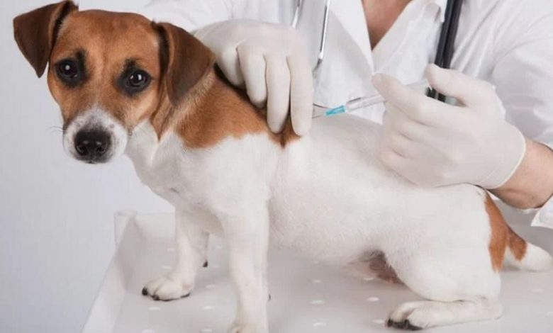 Rochester responds to parvovirus outbreak with free dog vaccination clinic