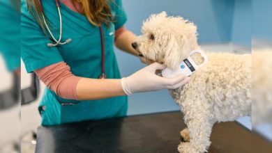 Rochester Animal Services offers no cost vaccinations and microchipping for pets Rochester Animal Services offers no cost vaccinations and microchipping for pets