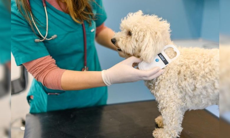 Rochester Animal Services offers no cost vaccinations and microchipping for pets Rochester Animal Services offers no cost vaccinations and microchipping for pets